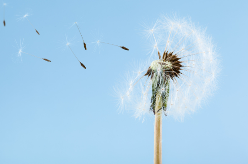 Fertility represented by white dandelion showing its white head spreading pollenation 